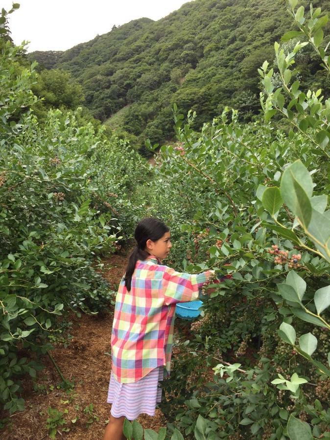 Kumano Winery Guest House Tanabe Luaran gambar